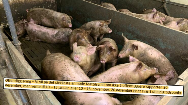«Uheldig tidspunkt» like før jul: Mattilsynet utsatte tilsynsrapport etter innspill fra griseindustrien