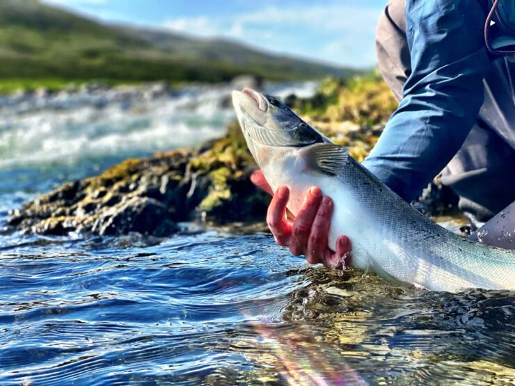 Nå stanses laksefisket i store deler av Norge – dette er bakgrunnen
